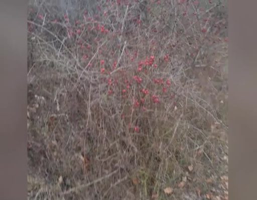 Хирург: Волчий завтрак на горе Гасфорта)